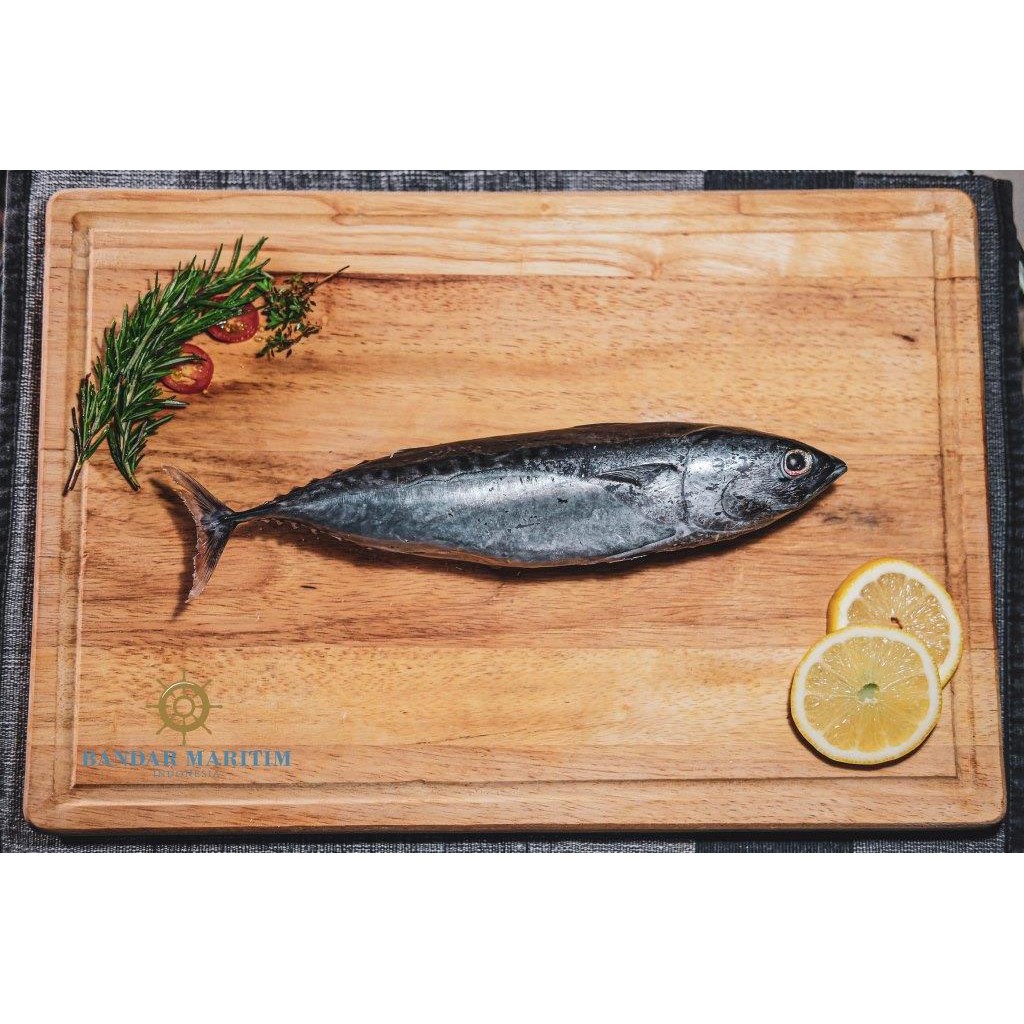 

IKAN TONGKOL 1000 gr isi 2-5 ekor