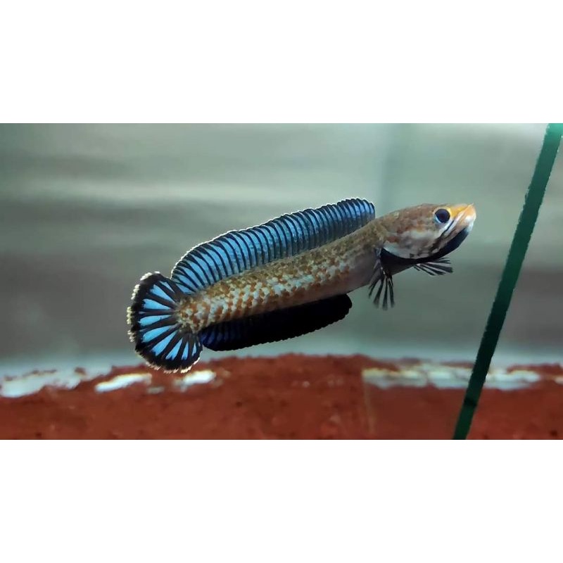 andrao 7cm kualitas kontes