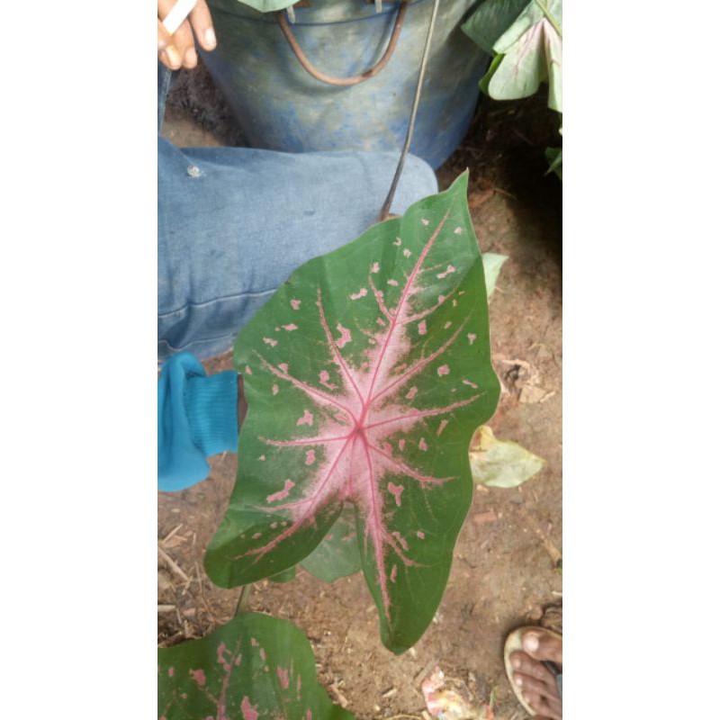 keladi spider pink,keladi bercak pink,keladi hias
