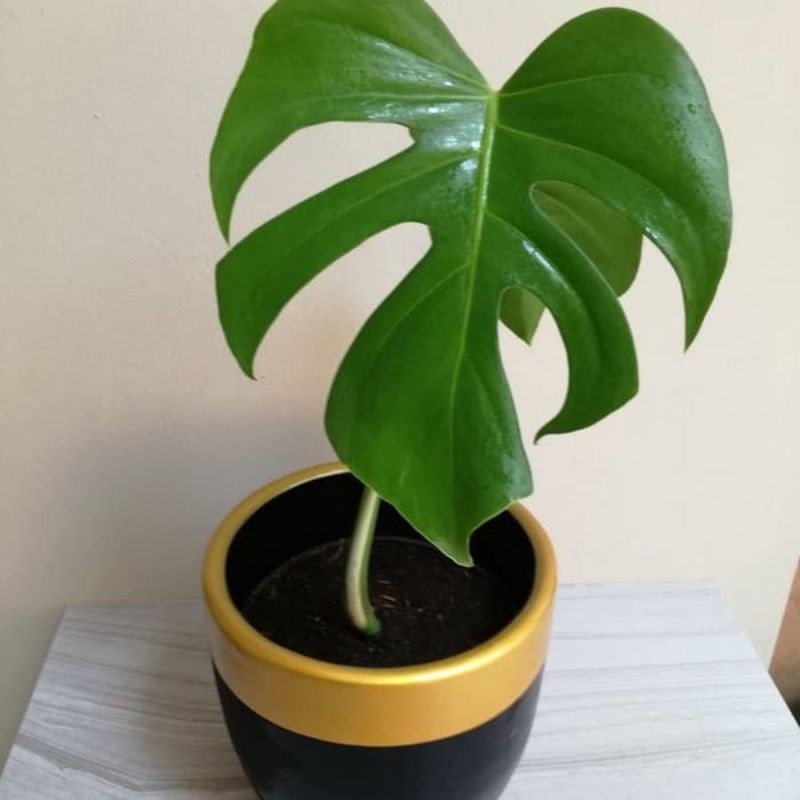 Monstera borsigiana 1 daun pancing
