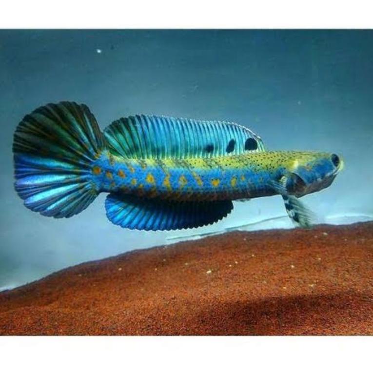 SIAP KIRIM GAN	Channa Blue Pulchra 10-11cm Spek Spesial 