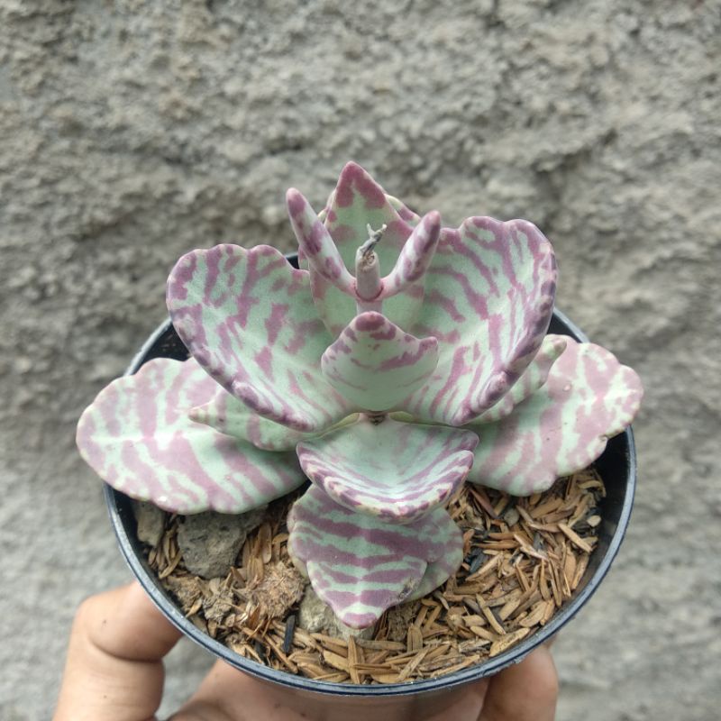 Kalanchoe Humilis | DP 10cm | Sukulen