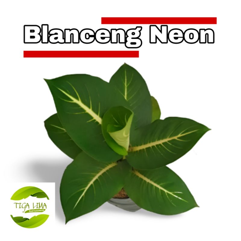 tanaman blanceng neon/tanaman hias/aglonema blanceng neon murah