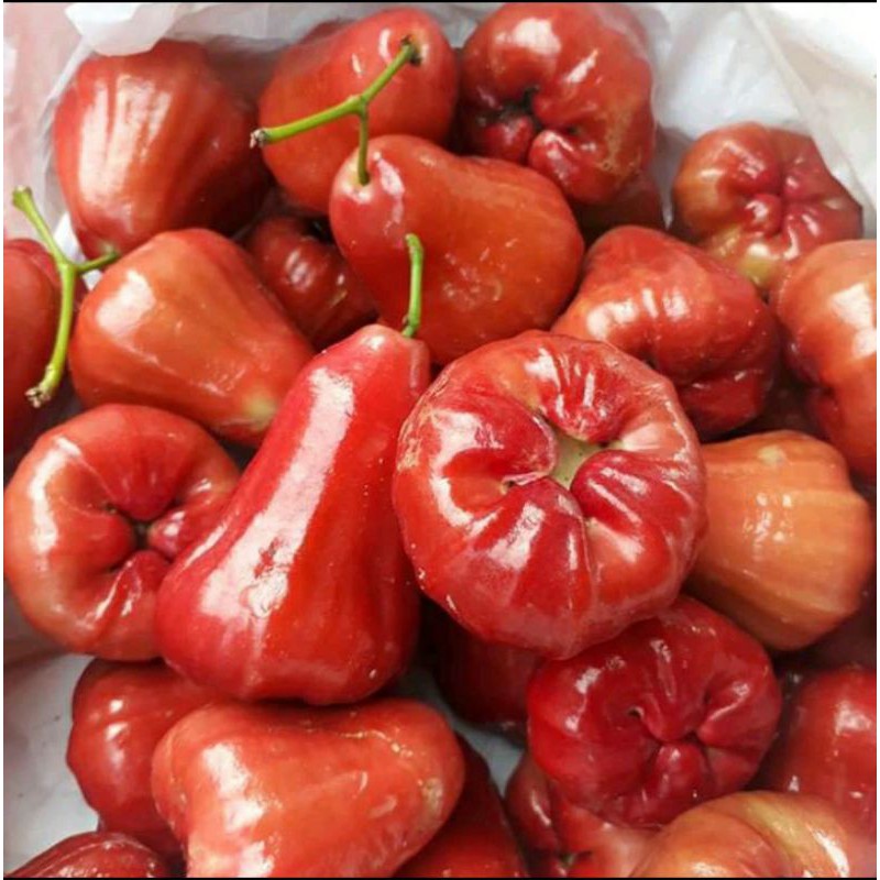 

jambu air cincalo merah 1kg