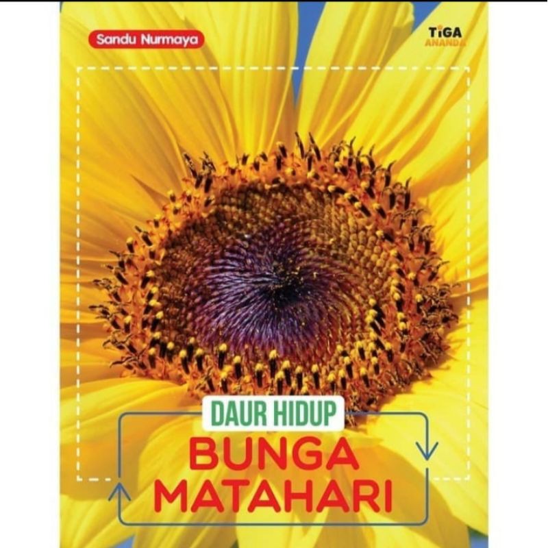 Daur Hidup Bunga Matahari