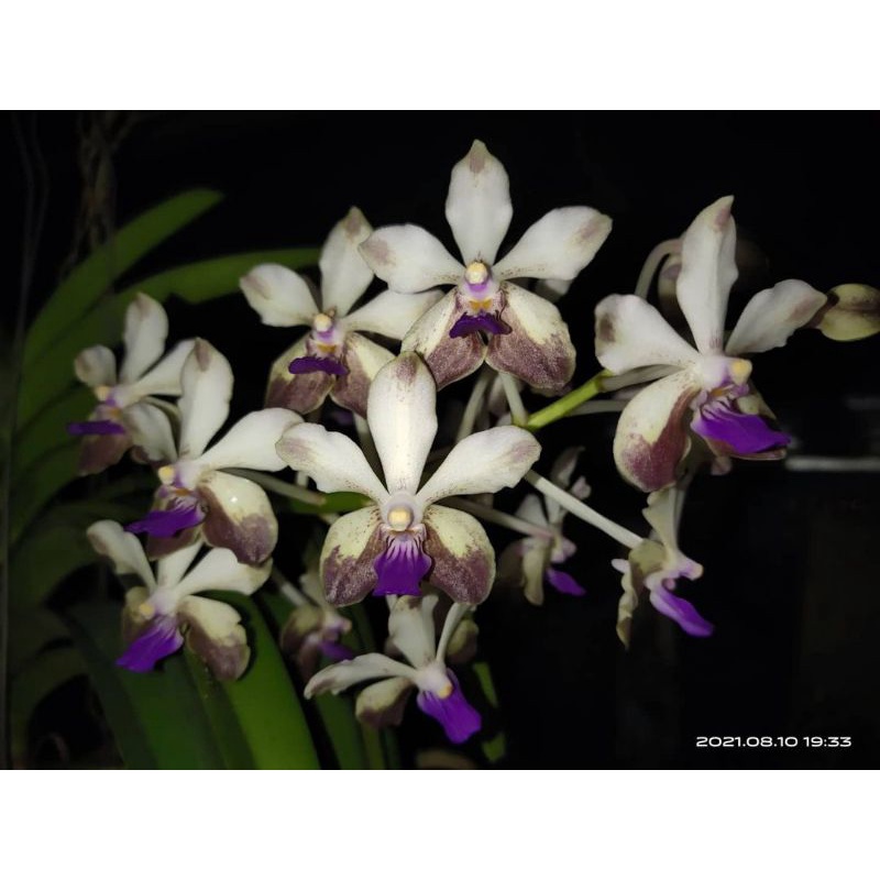 Anggrek vanda dewasa bunga klasik