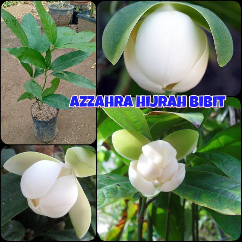 tanaman hias Cempaka telur putih