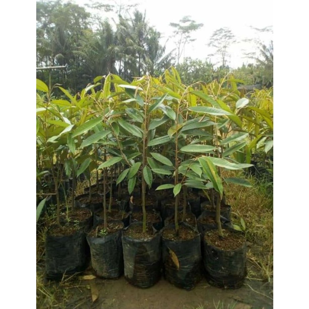 BIBIT DURIAN MONTONG SUPER UNGGUL