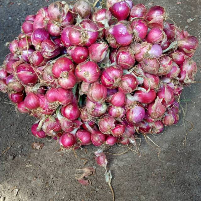 

Bawang bima ukuran banjar full