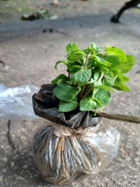 Bibit Tanaman Coklat Mint Coklat Daun Chocolate Mint