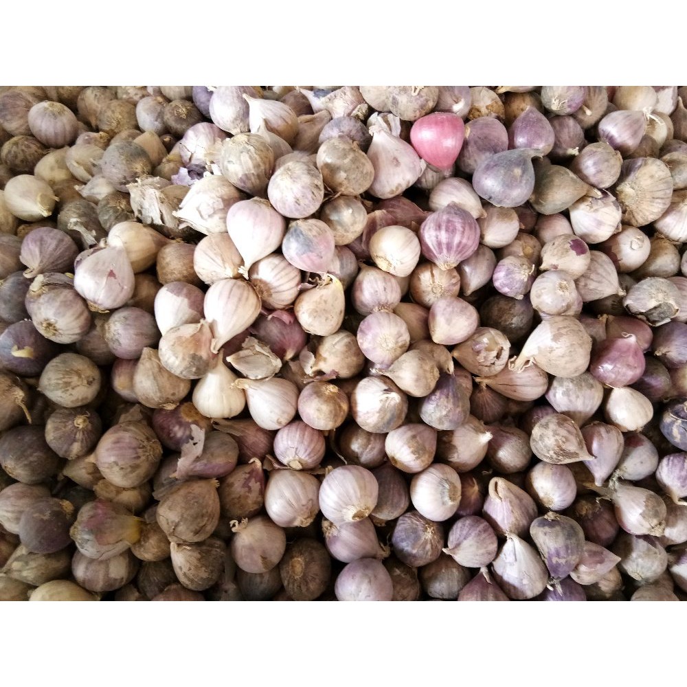 

bawang tunggal atau bawang lanang
