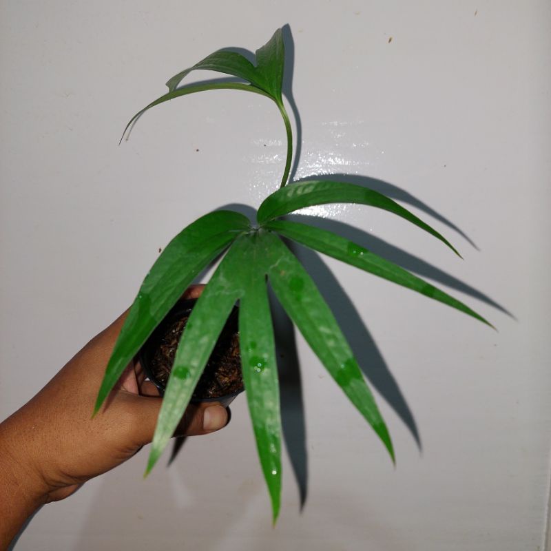 amydrium zippelianum tanaman hias