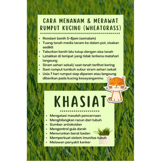 Berkebun Bertanam DIY Rumput Kucing Paket Siap Tanam Wheat Grass