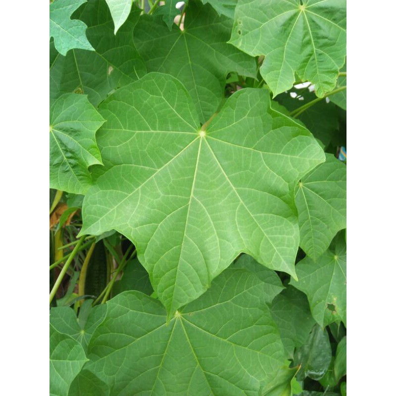 

Daun jarak segar Organik perlembar