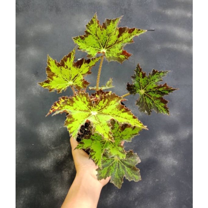 Tanaman hias Begonia Bintang