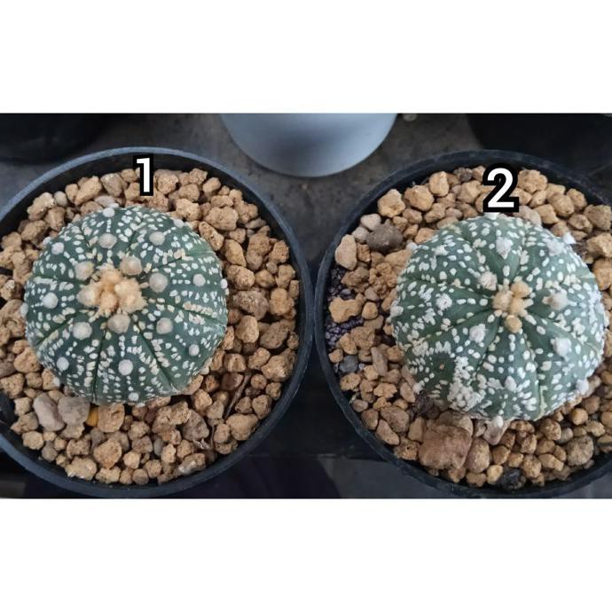 KAKTUS ASTROPHYTUM / ASTRO SUPER KABUTO
