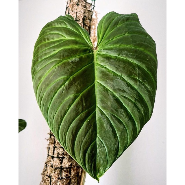 bibit bonggol PHILODENDRON VERRUCOSUM Koleksian