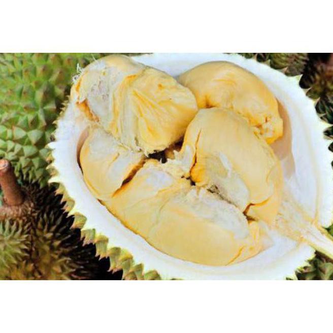 sup3r i4r bibit tanaman buah durian pulut gsp