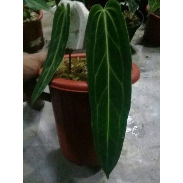 Anthurium lidah gajah - anthurium warocqueanum baby