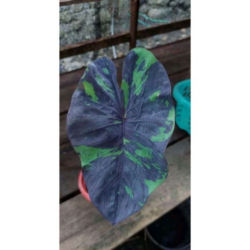 original colocasia black marble Umbi berkualitas tinggi per kg