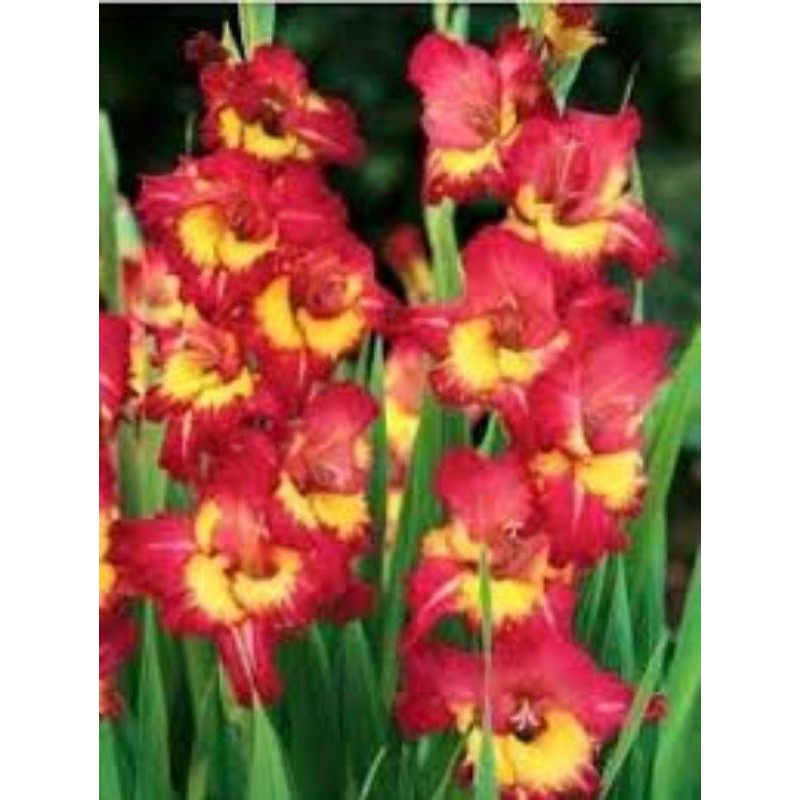 Umbi Bunga Gladiol Ungu