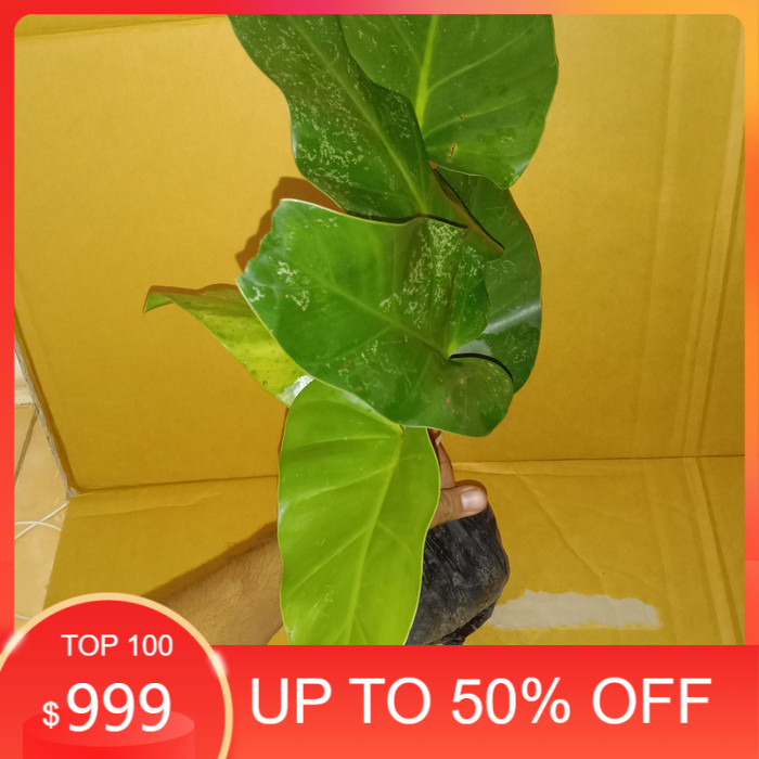 bibit tanaman hias Philo marbel/ pohon pilo marble hias