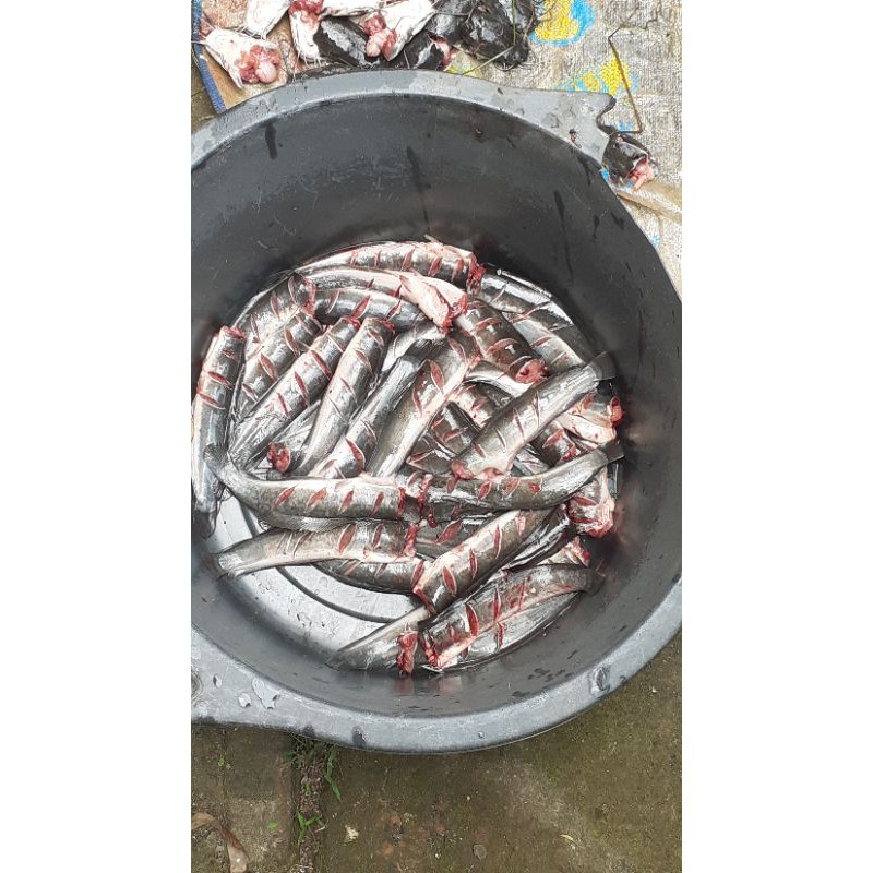 

Ikan Lele Segar 1kg