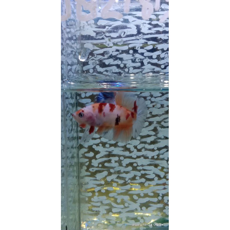 ikan cupang plakat emerald/nemo