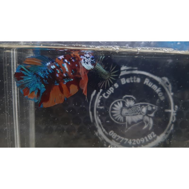 

Ikan Cupang Koi Galaxy Multicolour