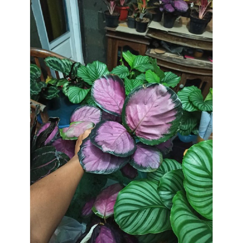Calathea Crimson Murah - Rumpun 5