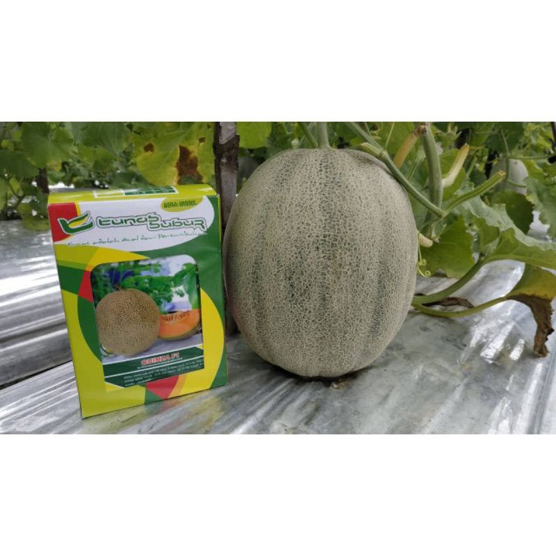 Benih Melon Hibrida Quinza f1 - 20gr