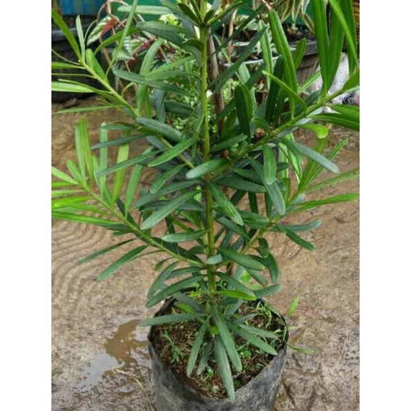 Tanaman Bunga Lohansung Cincuan-Bahan Bonsai Lohansung Cincuan