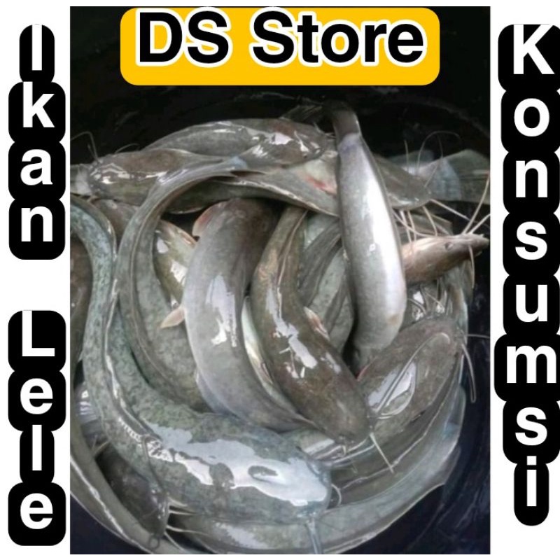 

ikan lele konsumsi