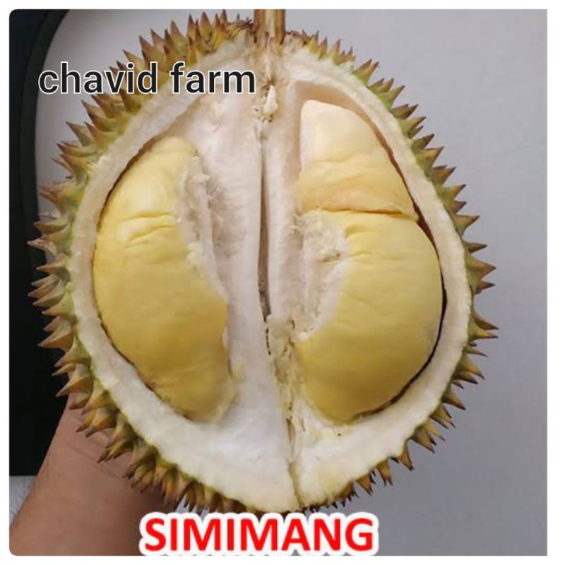 

buah durian duren simimang duren mimang unggulan banjarnegara manis legit kuning enak