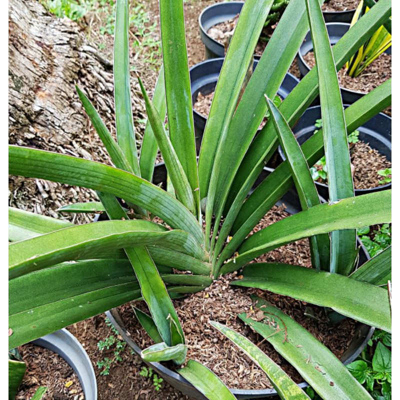 Jual Bunga Sansevieria Hybrid Tanaman Lidah Mertua Tanaman Indoor Penyerap Racun Bunga Sukulen