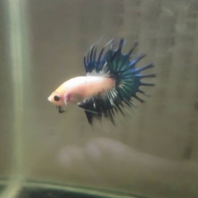 Cupang crowntail / serit bahan kontes