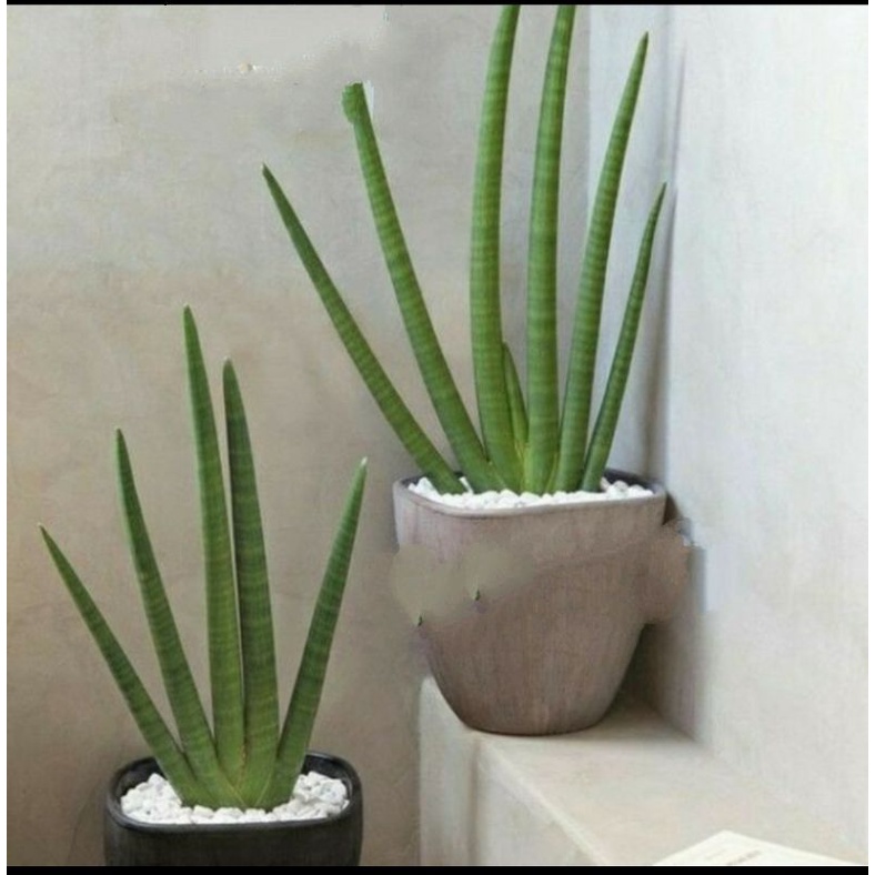 SANSIVERA PATULA/SANSIVERA TOMBAK/tanaman pembersih udara