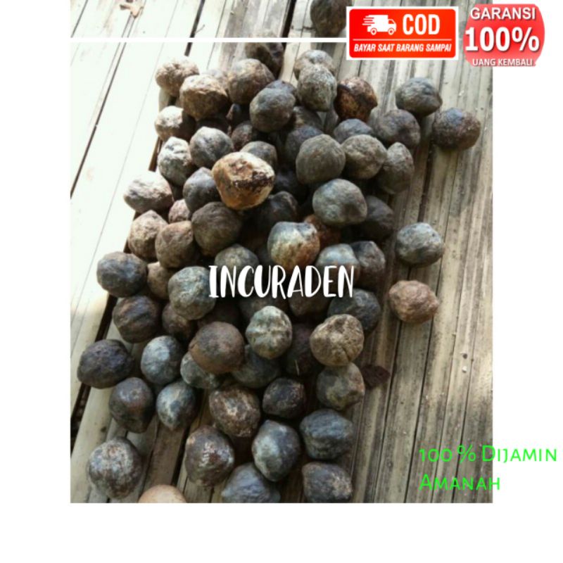 

MUCANG /KEMIRI BATOK UTUH 250GRAM