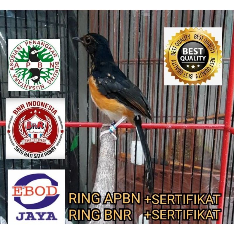 TROTOL MURAI BAHOROK DOUBLE RING APBN RING BNR ISTIMEWA