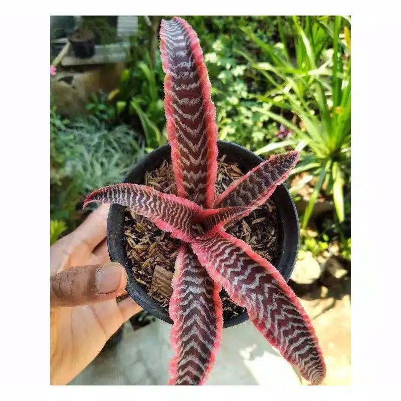 TANAMAN HIAS POHON SANSIVERA TOKEK PINK / TANAMAN HIAS