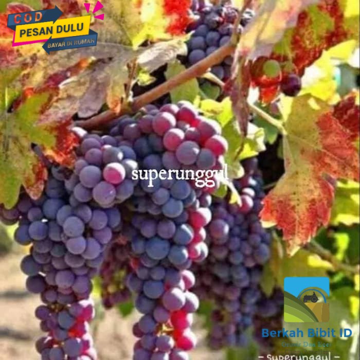 Bibit anggur merah super unggul