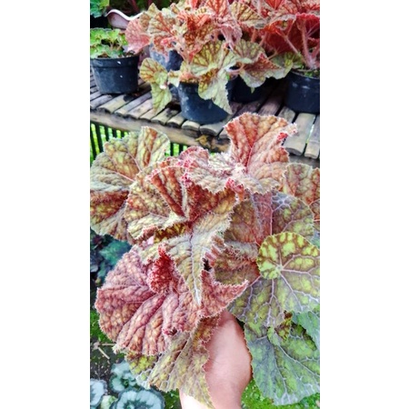 tanaman hidup keong madu