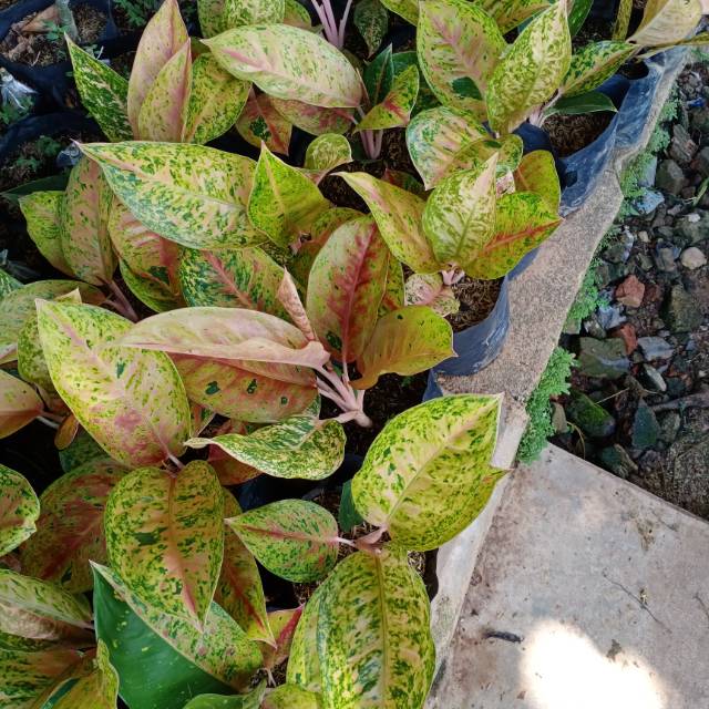 BUNGA AGLONEMA BIG ROY