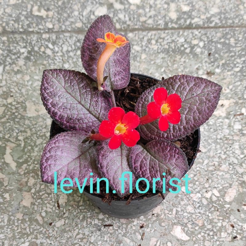 Begonia episcia strawberry patch pink / bibit tanaman hias bunga gantung