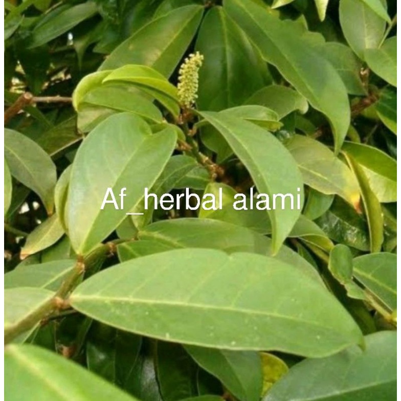 

Daun huni segar 500g