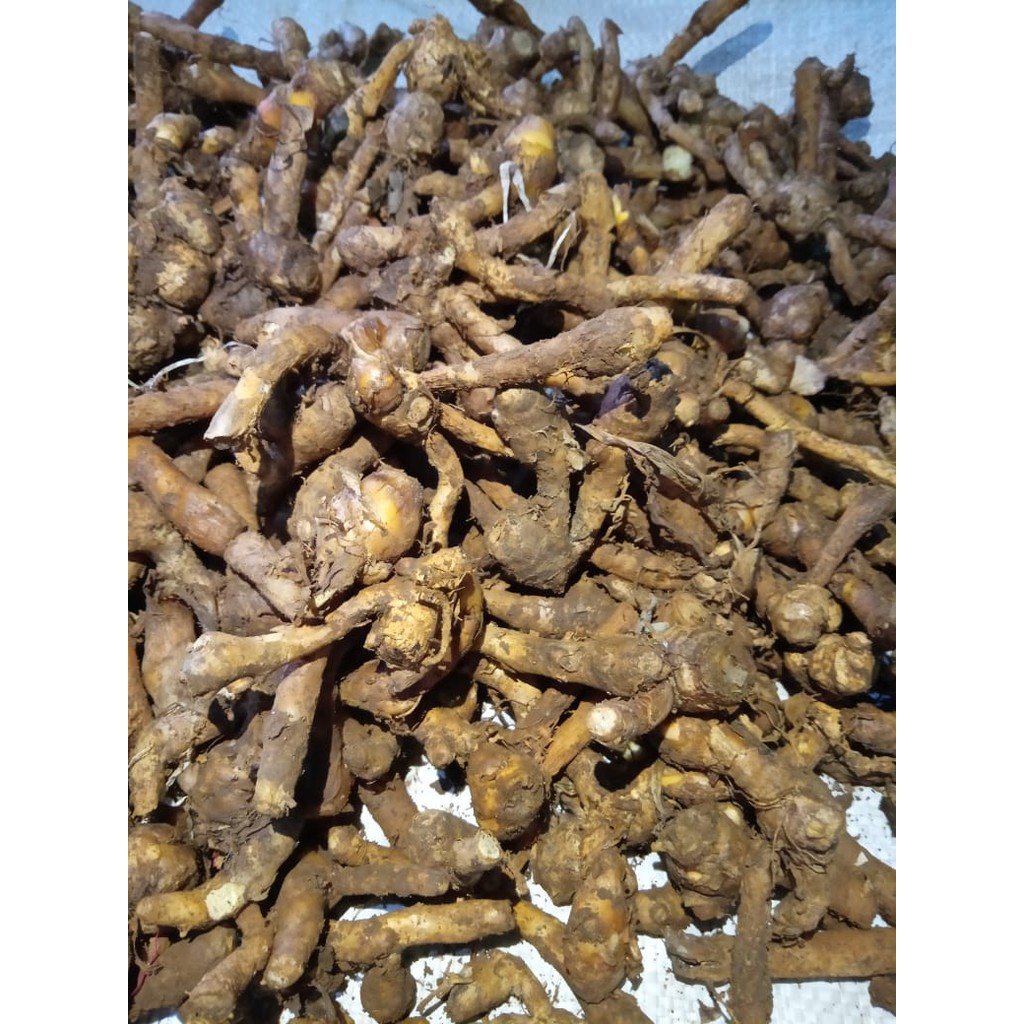 Temu Kunci 1 kg Empon Empon Segar Tua Murah [COD]