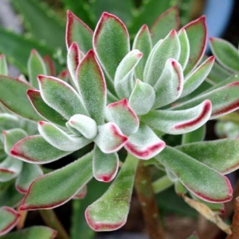 Echeveria setosa arrow/ Echeveria pulvinata/Sukulen