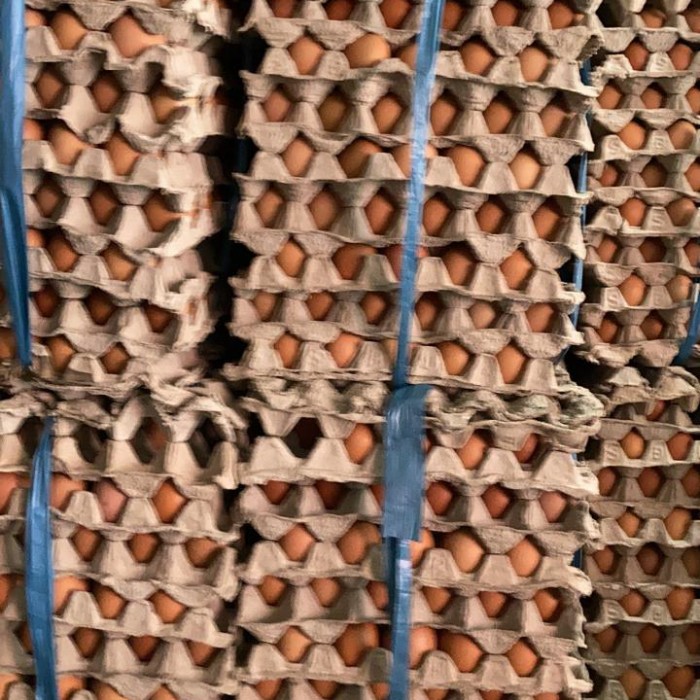 

Telur Ayam Negeri Segar Per Kilo Aman Sampai Tujuan