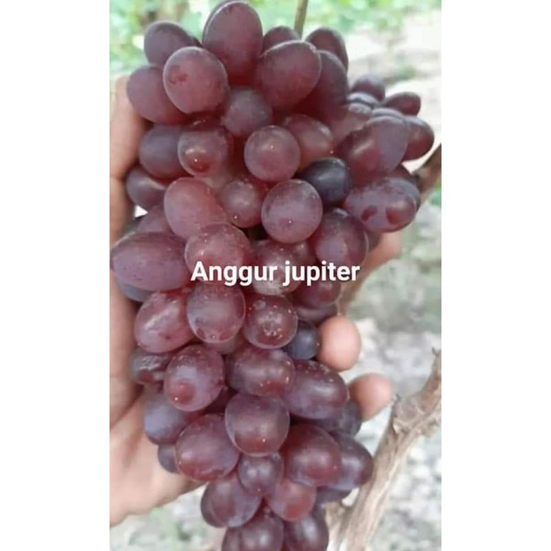 bibit anggur import jupiter dan ninel