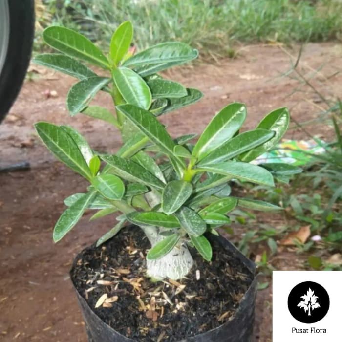 

paket 5 adenium